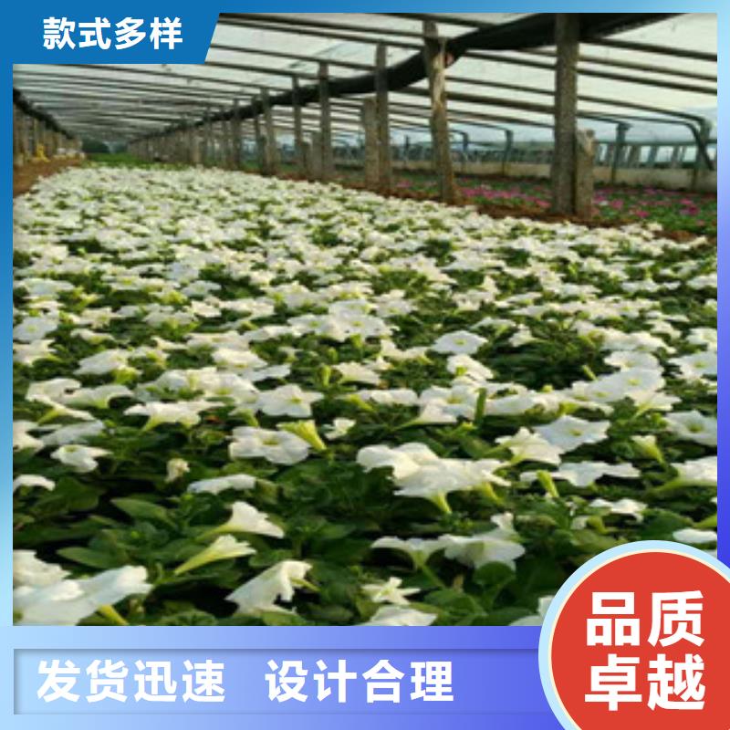 时令草花-鲁冰花/粉黛乱子草厂家十分靠谱