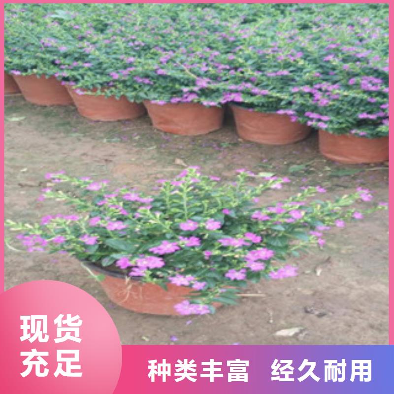 时令草花柳叶马鞭草/薰衣草畅销当地