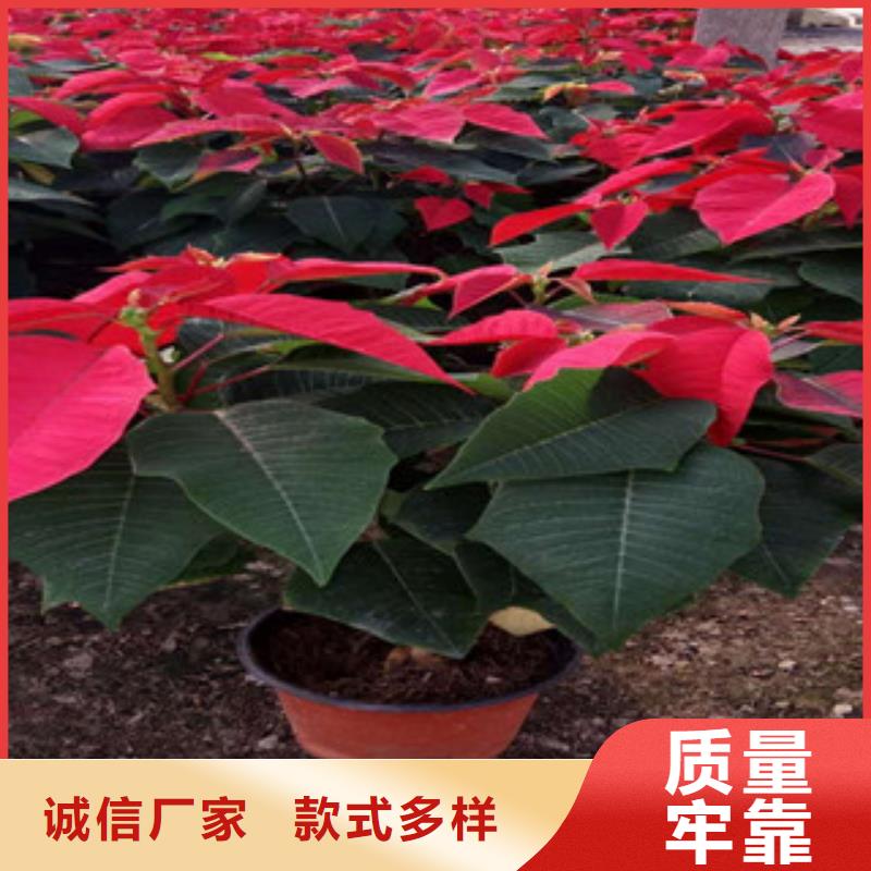 时令草花宿根花卉基地就近发货