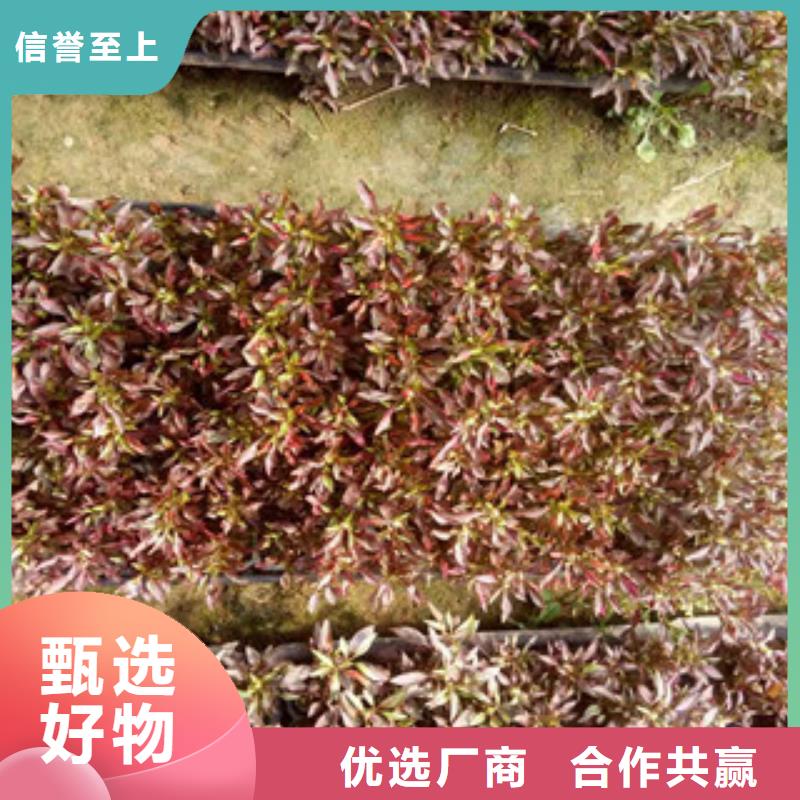 时令草花柳叶马鞭草/薰衣草精致工艺