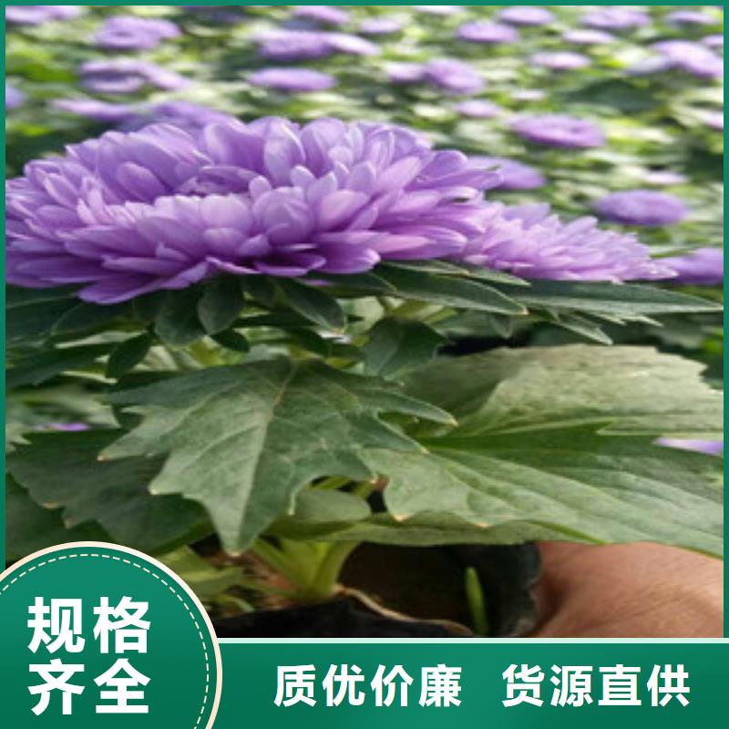 时令草花柳叶马鞭草/薰衣草畅销当地