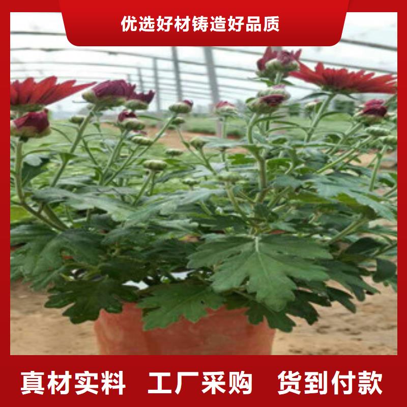 时令草花-鲁冰花/粉黛乱子草厂家十分靠谱