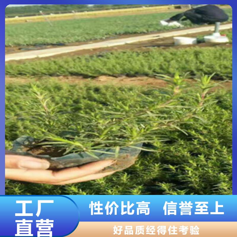 时令草花-鲁冰花/粉黛乱子草厂家十分靠谱
