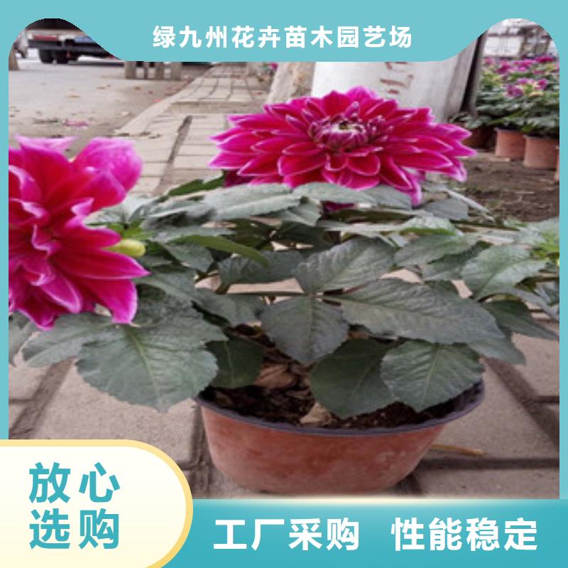 时令草花五一国庆草花批发厂家供应