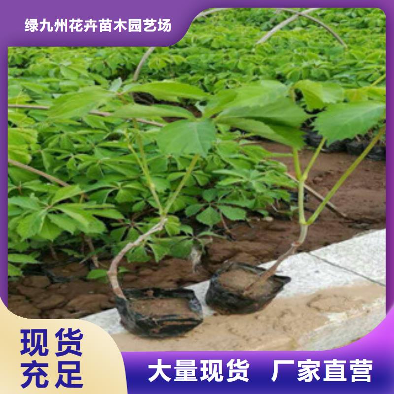 宿根花卉时令花卉/绿化草花价格严格把控质量