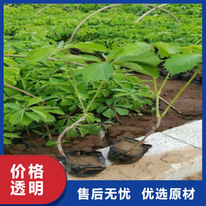 宿根花卉花海景观工程品质有保障