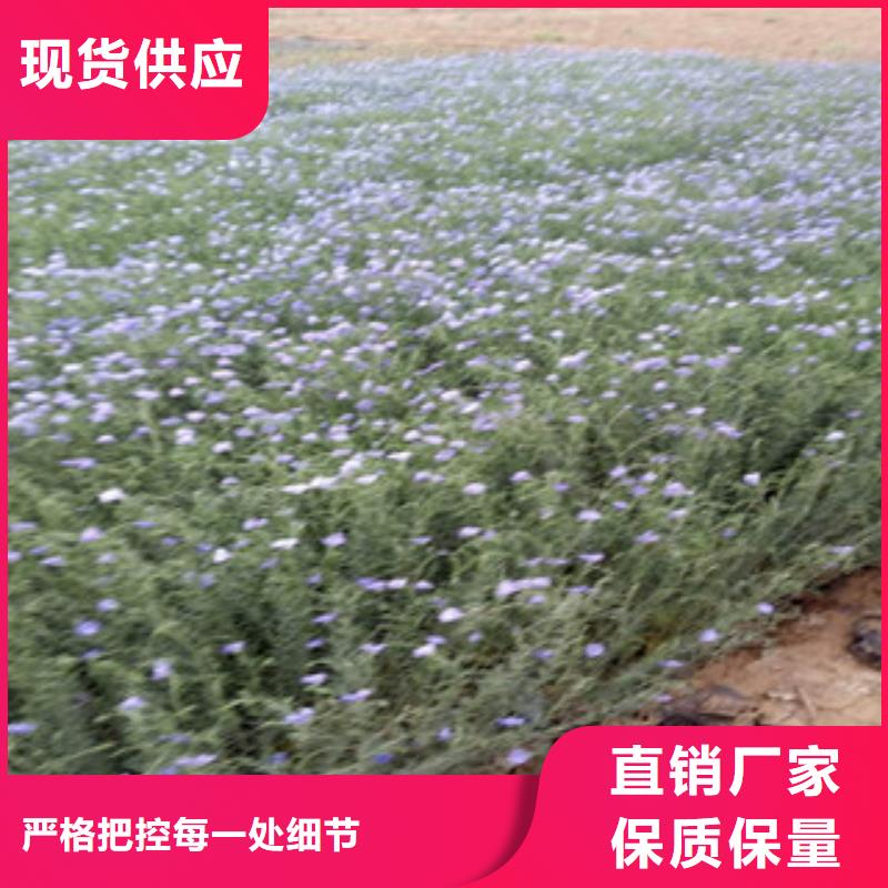 宿根花卉-柳叶马鞭草/薰衣草支持加工定制