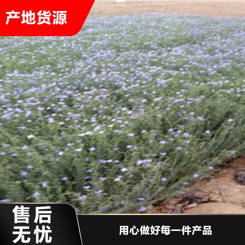 【宿根花卉】,宿根花卉基地定制速度快工期短