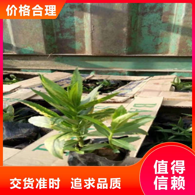 -灌云|海州|苏州|无锡|常州|扬州|泰州宿根花卉 【花海景观工程】品种全