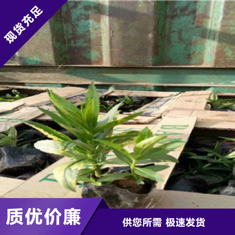 宿根花卉观赏草/蒲苇狼尾草量少也做