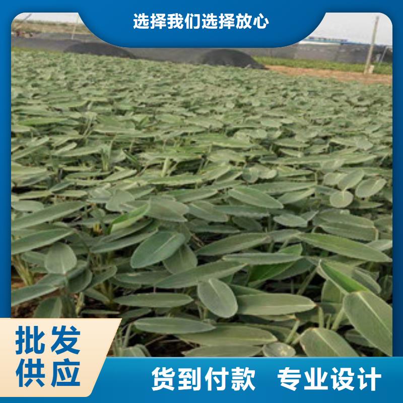 【宿根花卉】花海景观工程精选货源