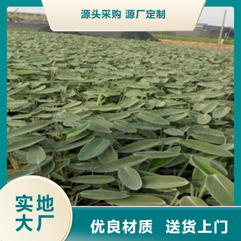 宿根花卉宿根花卉基地来图定制量大从优