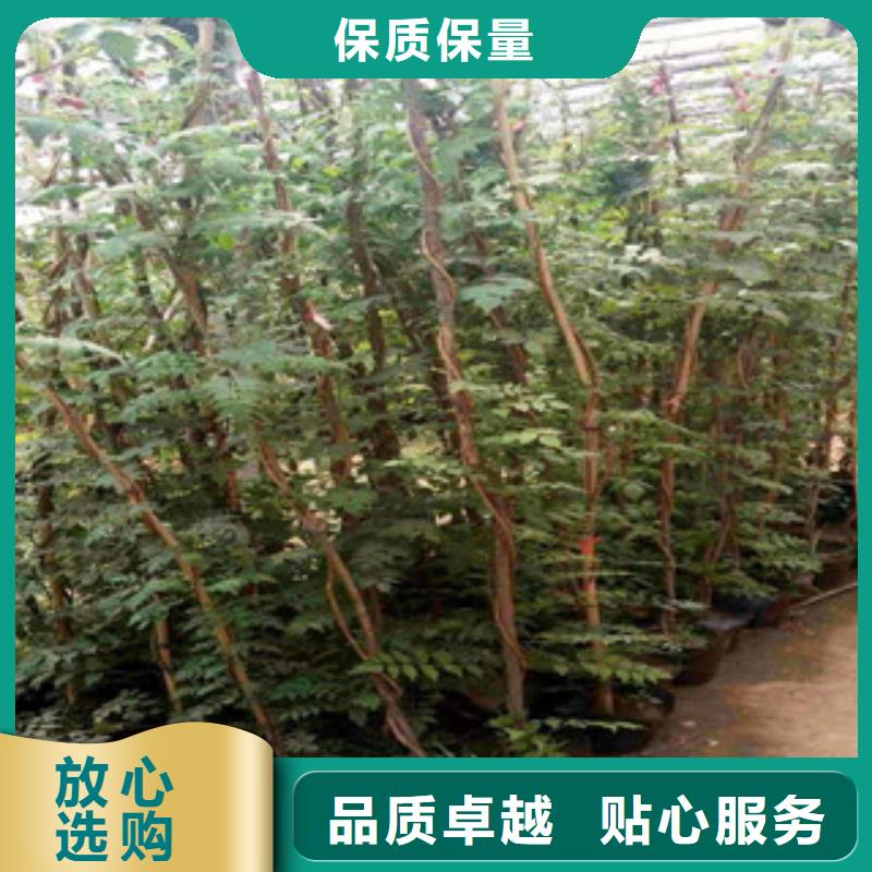 宿根花卉水生植物/荷花睡莲真材实料诚信经营