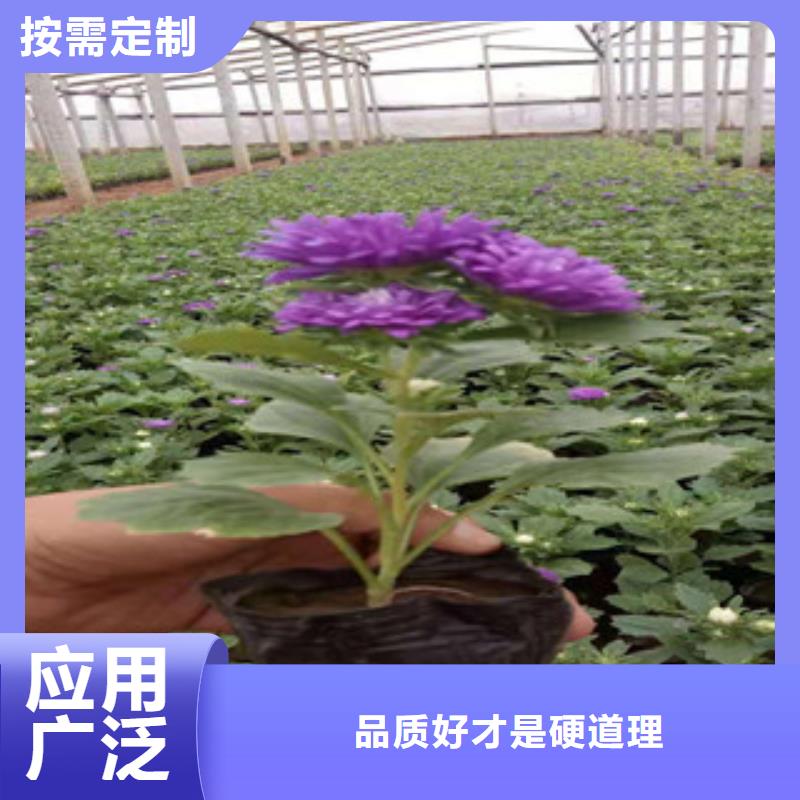 宿根花卉,水生植物/荷花睡莲品质商家