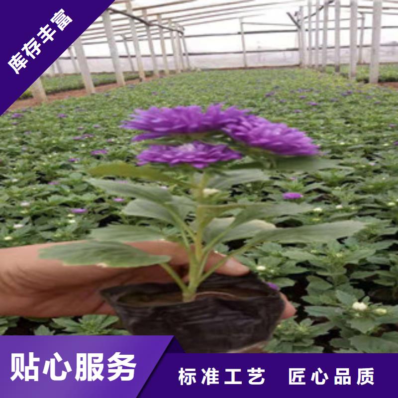 宿根花卉耐寒耐旱草花基地质量检测