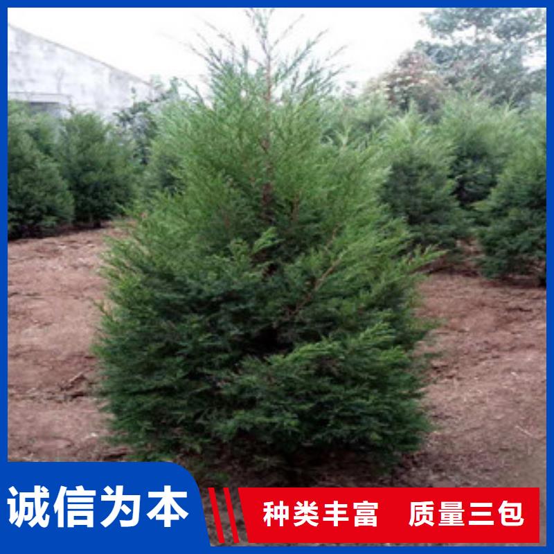 宿根花卉时令花卉/绿化草花价格严格把控质量