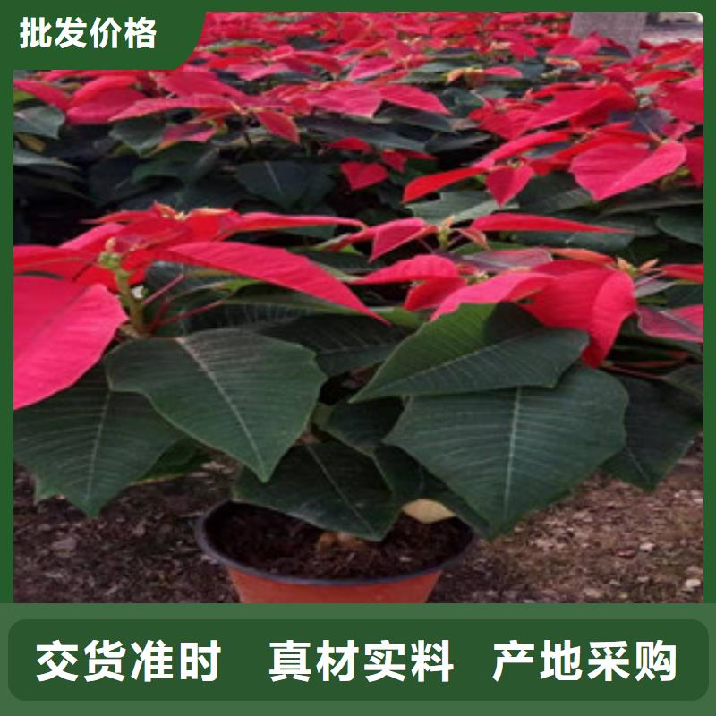 宿根花卉水生植物/荷花睡莲规格型号全