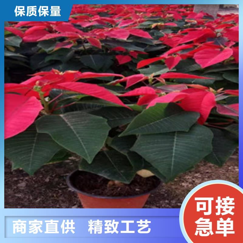 -灌云|海州|苏州|无锡|常州|扬州|泰州宿根花卉 【花海景观工程】品种全
