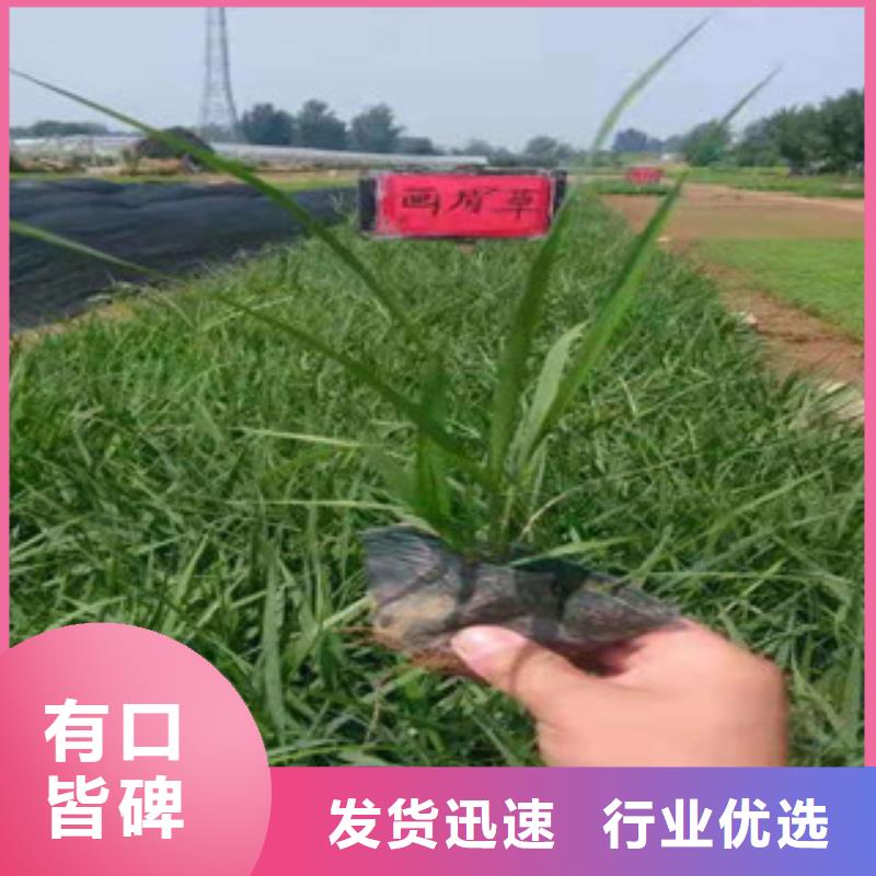 -灌云|海州|苏州|无锡|常州|扬州|泰州宿根花卉 【花海景观工程】品种全