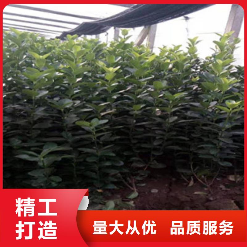 宿根花卉观赏草/蒲苇狼尾草量少也做