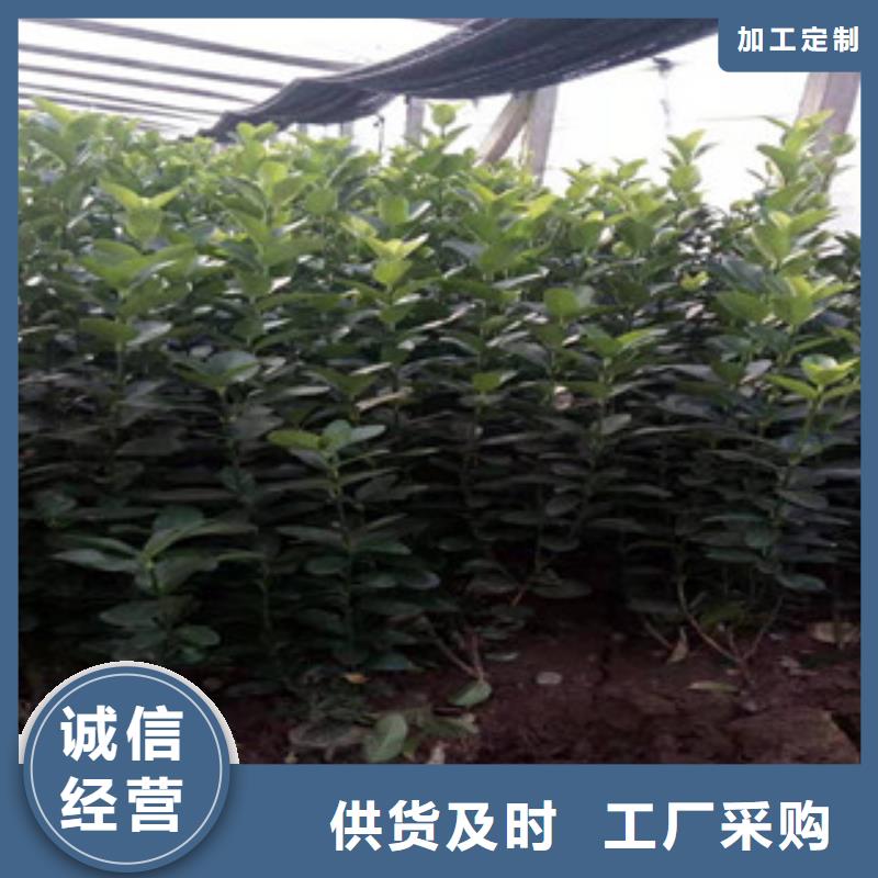 【宿根花卉】宿根花卉基地货品齐全