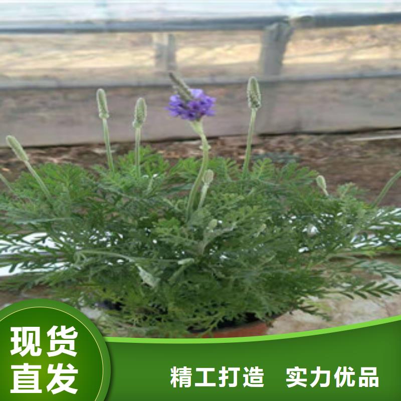 【宿根花卉】宿根花卉基地货品齐全