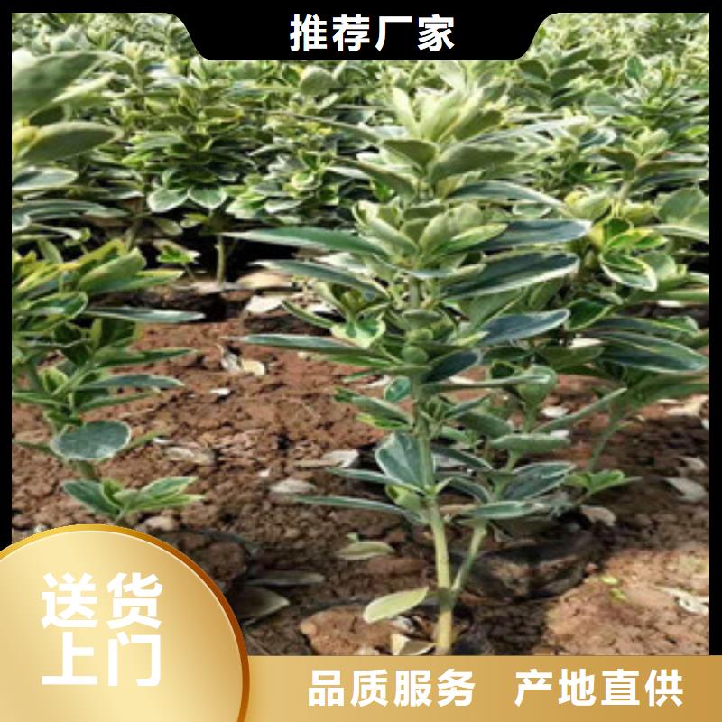 宿根花卉,五一国庆草花批发货源稳定