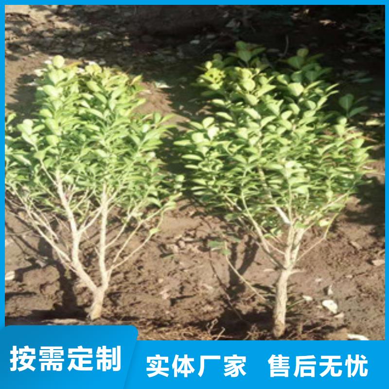 宿根花卉,水生植物/荷花睡莲品质商家