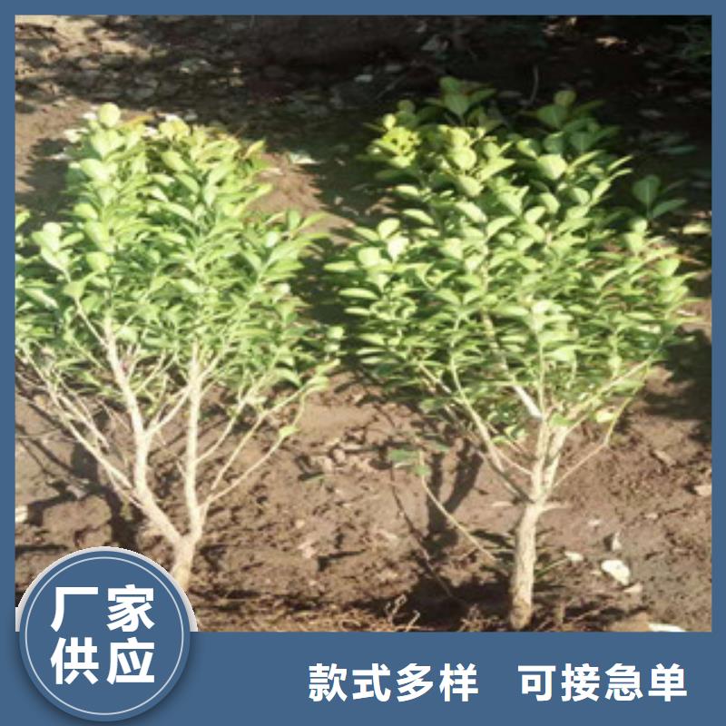 宿根花卉耐寒耐旱草花基地质量检测
