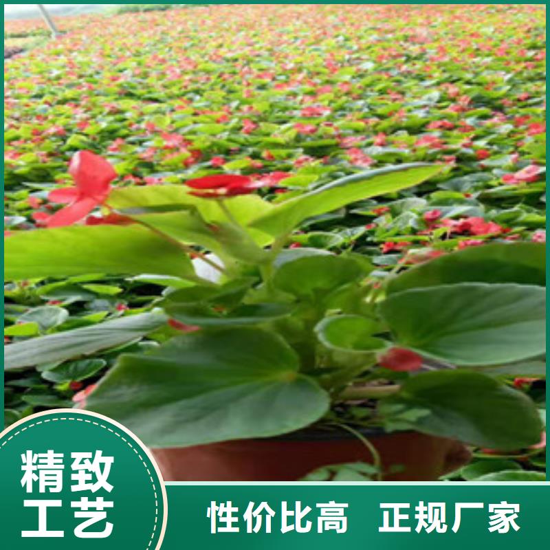 宿根花卉观赏草/蒲苇狼尾草量少也做