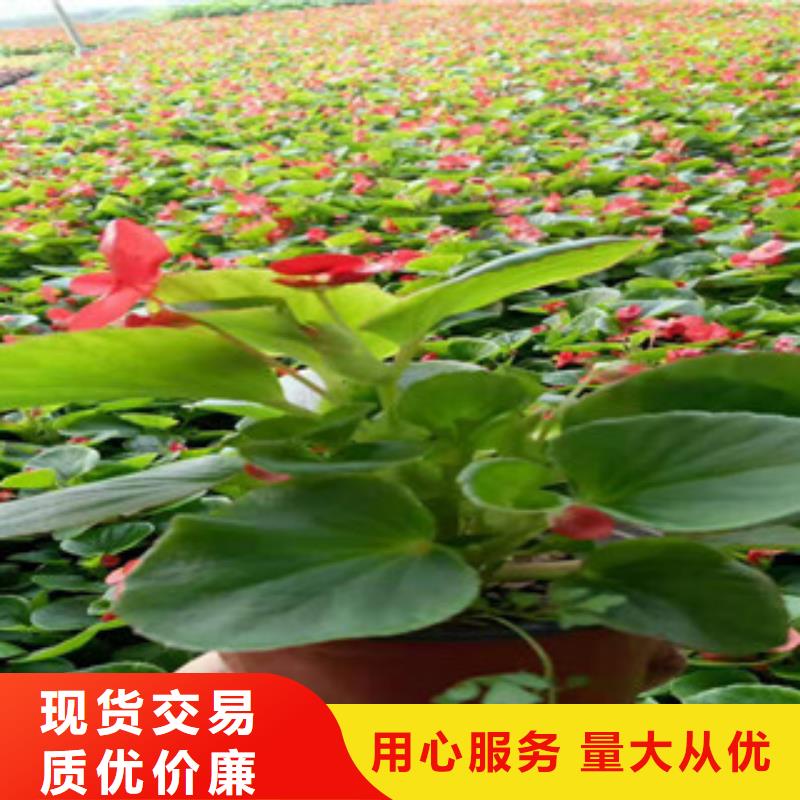 宿根花卉宿根花卉基地厂家工艺先进