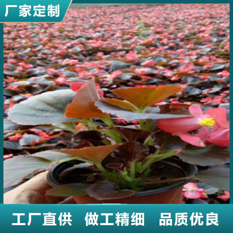 -灌云|海州|苏州|无锡|常州|扬州|泰州宿根花卉 【花海景观工程】品种全