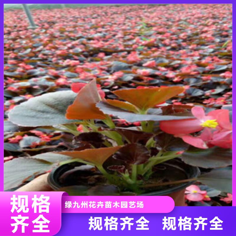 宿根花卉观赏草/蒲苇狼尾草产地批发