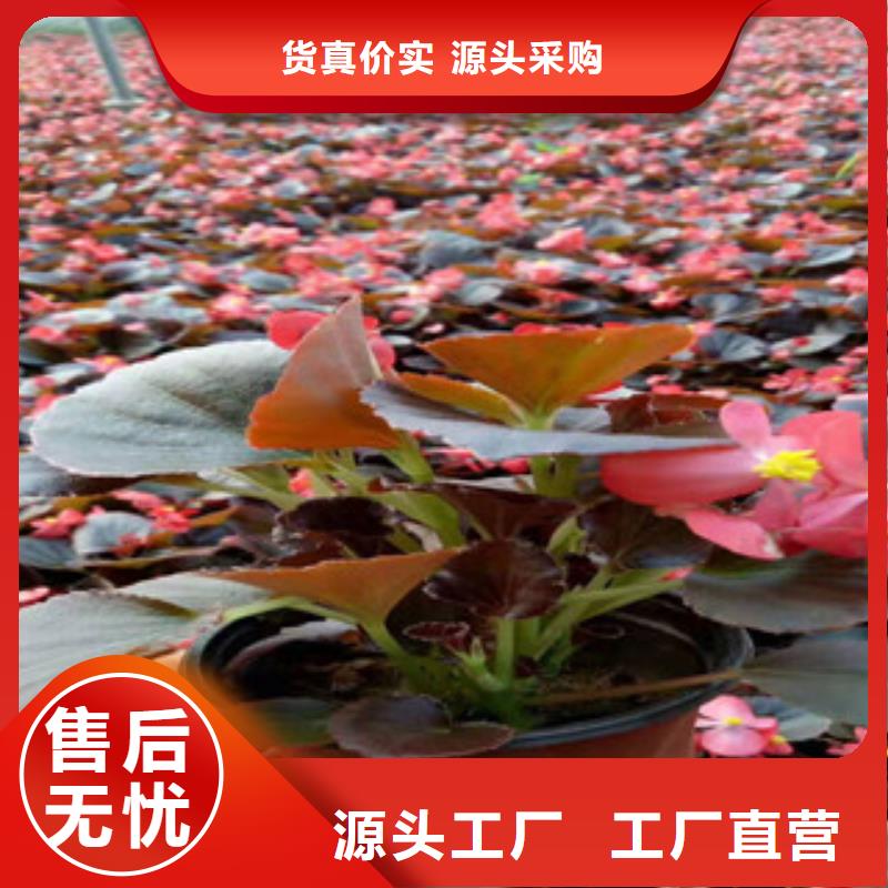 宿根花卉-柳叶马鞭草/薰衣草支持加工定制