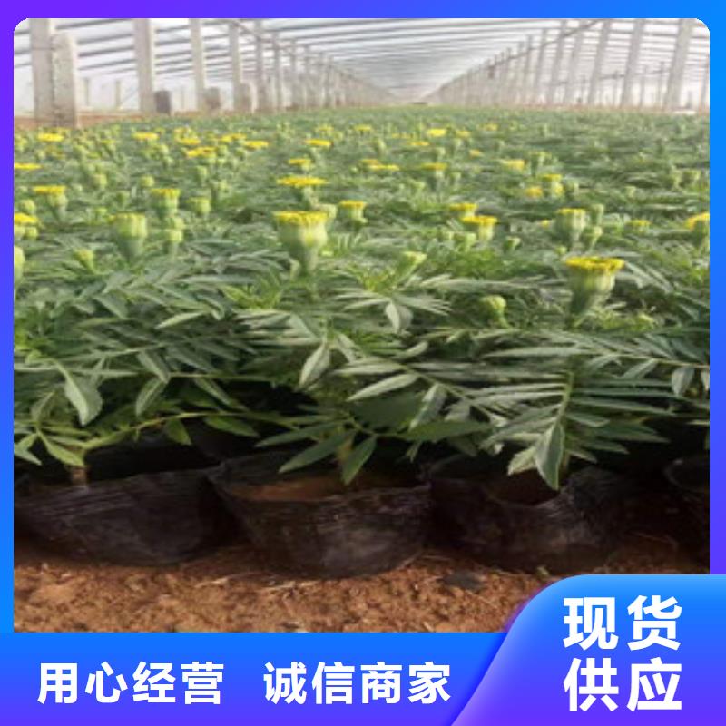 宿根花卉花海景观工程品质有保障