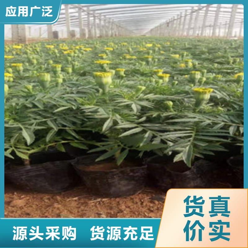 宿根花卉水生植物/荷花睡莲真材实料诚信经营