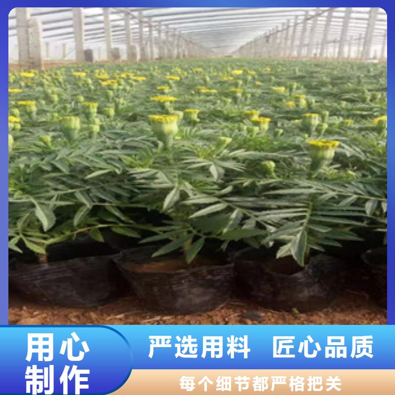 宿根花卉五一国庆草花批发注重细节