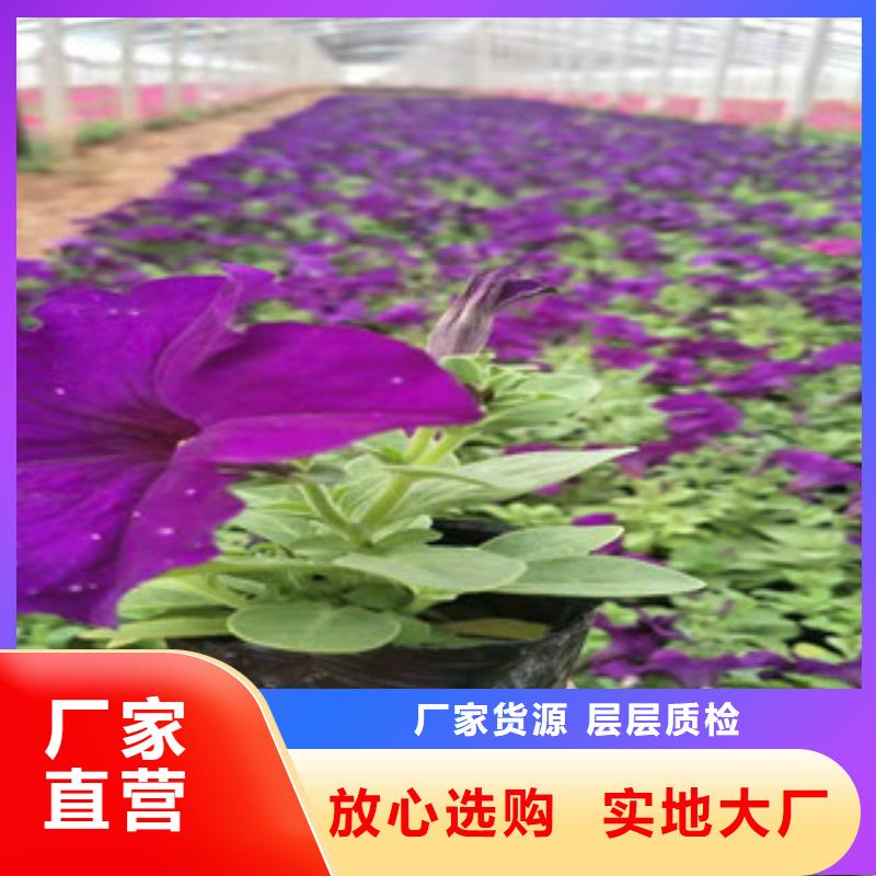 宿根花卉【柳叶马鞭草/薰衣草】值得买