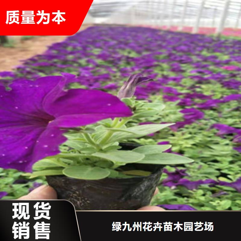 -灌云|海州|苏州|无锡|常州|扬州|泰州宿根花卉 【花海景观工程】品种全