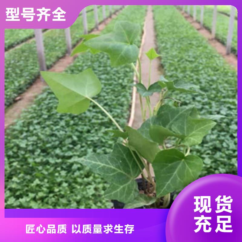 宿根花卉,柳叶马鞭草/薰衣草合作共赢