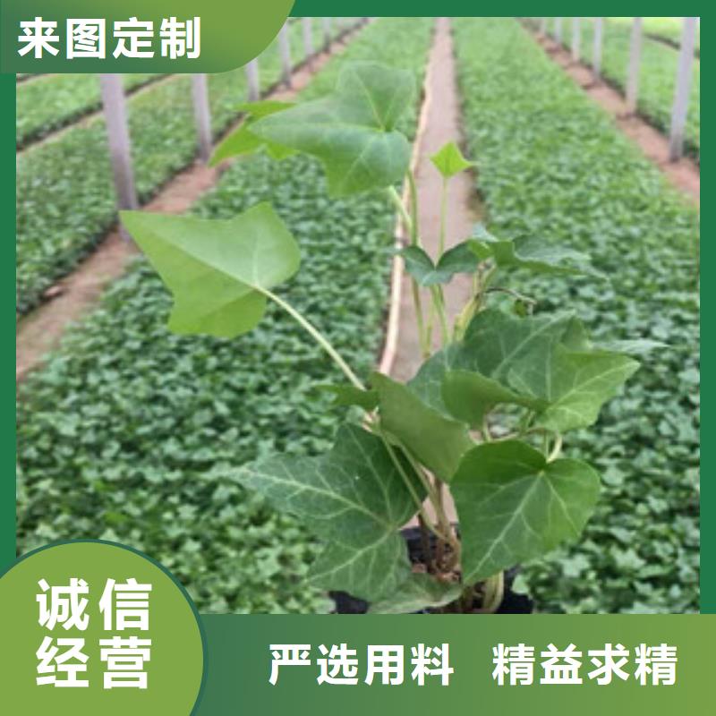 宿根花卉-柳叶马鞭草/薰衣草支持加工定制