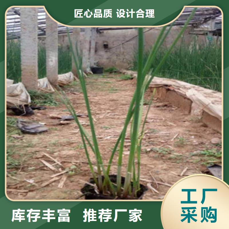 宿根花卉耐寒耐旱草花基地质量检测
