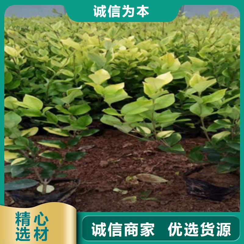 宿根花卉【柳叶马鞭草/薰衣草】值得买