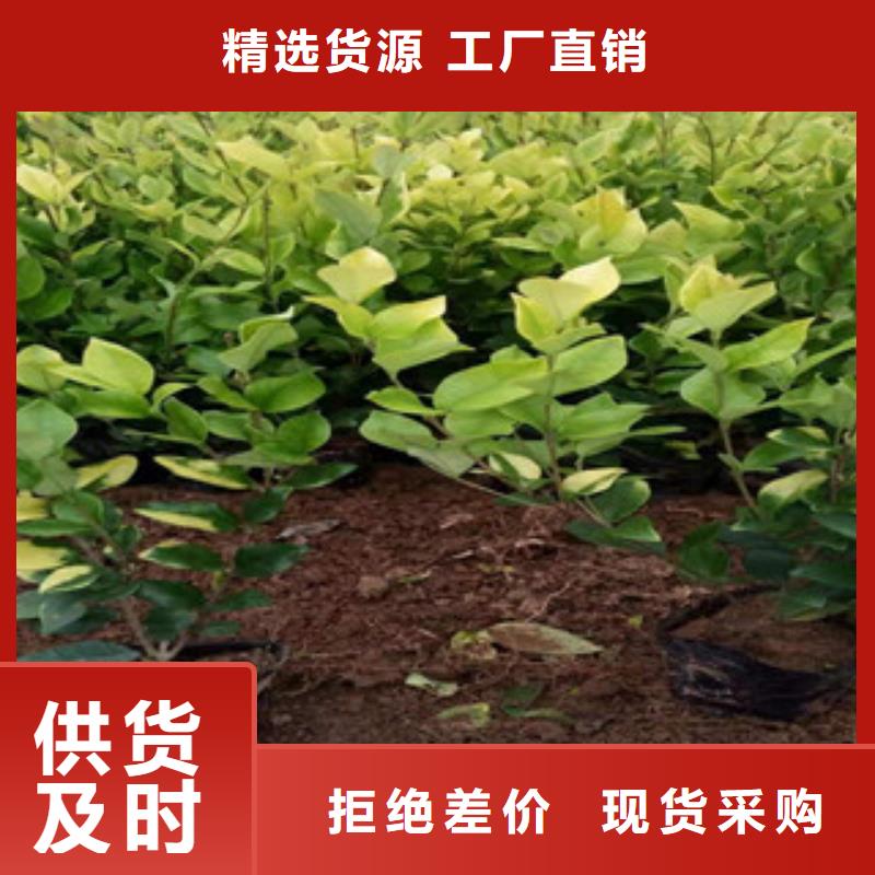 宿根花卉水生植物/荷花睡莲规格型号全