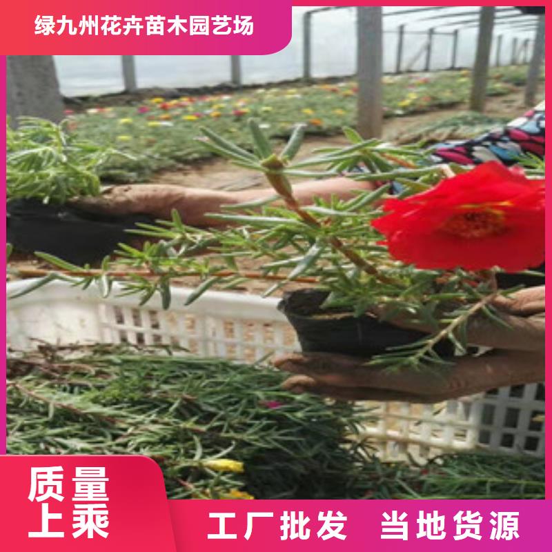 宿根花卉宿根花卉基地来图定制量大从优
