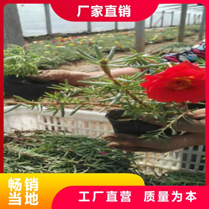 -灌云|海州|苏州|无锡|常州|扬州|泰州宿根花卉 【花海景观工程】品种全
