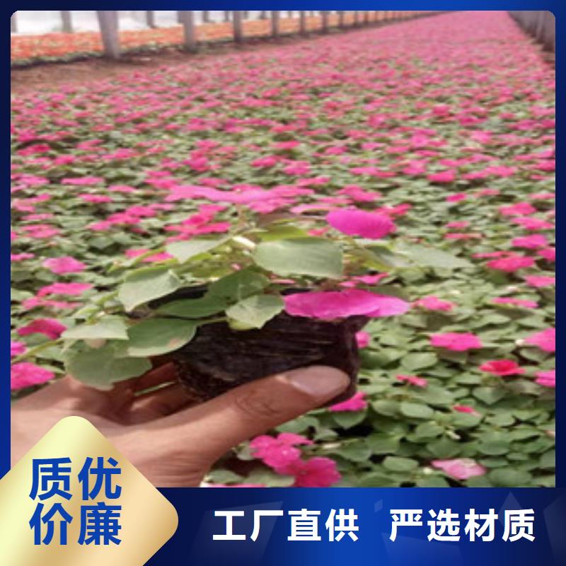 宿根花卉水生植物/荷花睡莲真材实料诚信经营