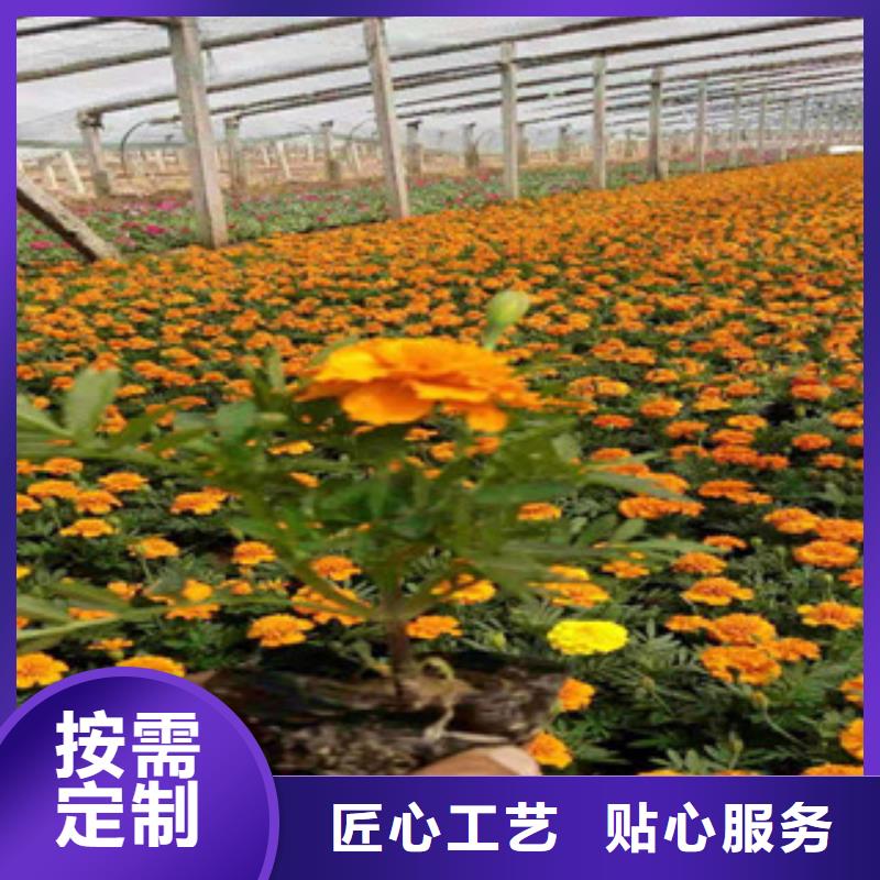-灌云|海州|苏州|无锡|常州|扬州|泰州宿根花卉 【花海景观工程】品种全