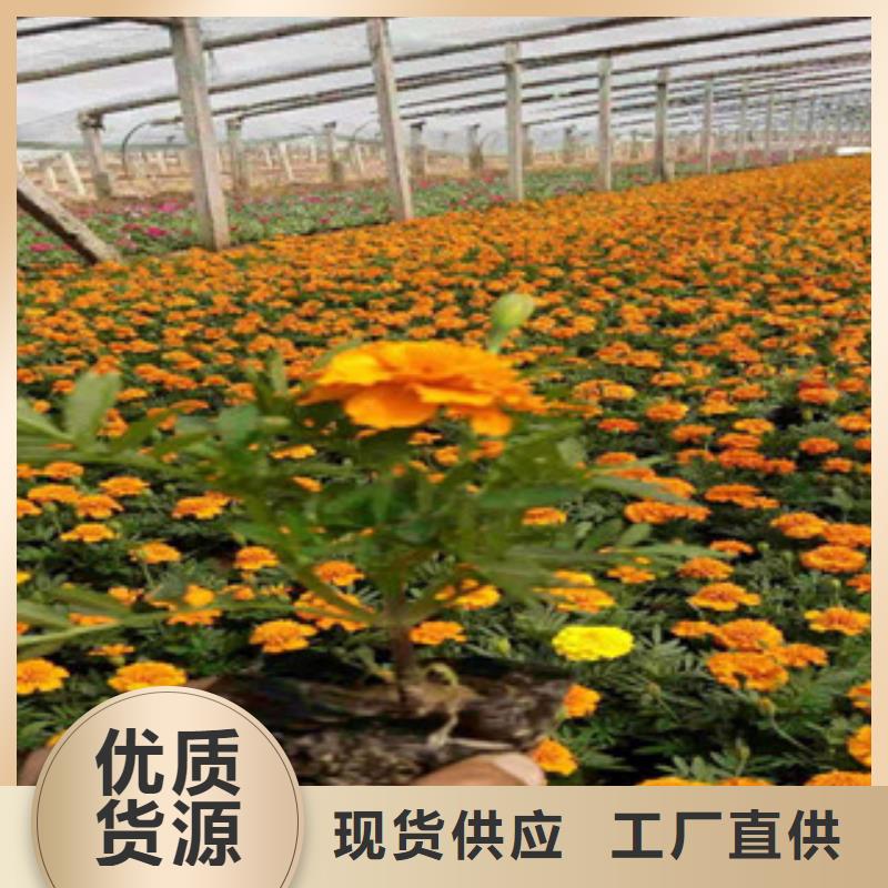 宿根花卉时令花卉/绿化草花价格严格把控质量
