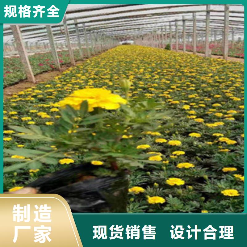 宿根花卉时令花卉/绿化草花价格严格把控质量